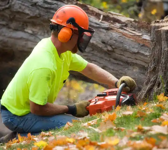 tree services Rapids